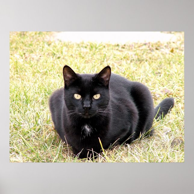 The Black Cat Poster (Front)