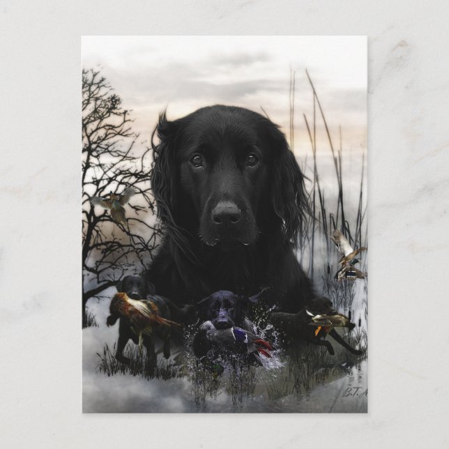 The Black Golden Retrievers   Postcard (Front)