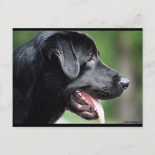 The Black Labrador Postcard