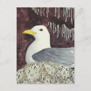The Black-Legged Kittiwake Postcard