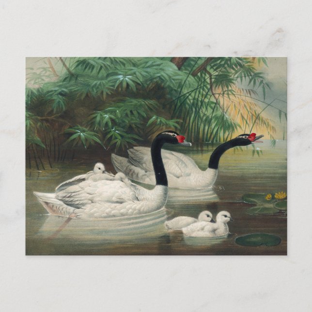 The Black-Necked Swan by Joseph Wolf Postcard (Front)