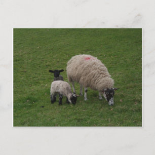 The Black Sheep Postcard