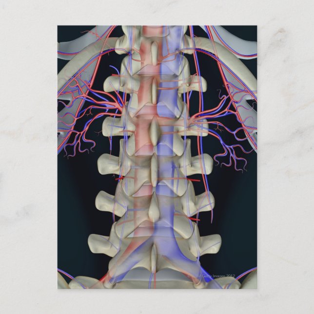 The blood supply of lumbar vertebrae postcard (Front)