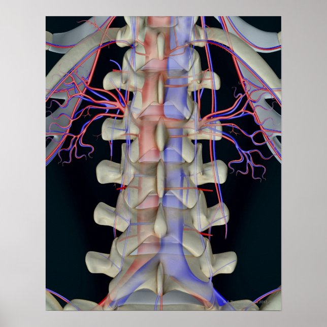 The blood supply of lumbar vertebrae poster (Front)