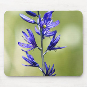 The blossom of a camas lily in Valley County, Mouse Pad