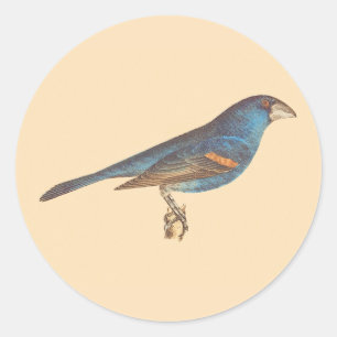 The Blue Grosbeak, James De Kay's New York Birds Classic Round Sticker