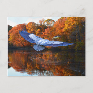 "The Blue Heron" Postcard