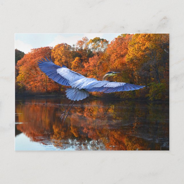 "The Blue Heron" Postcard (Front)