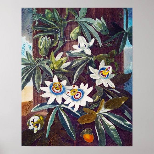 The blue passion flower poster (Front)