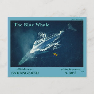 The Blue Whale is endangered - Postcard