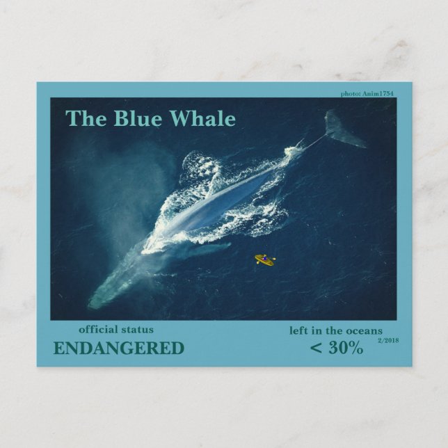 The Blue Whale is endangered  - Postcard (Front)