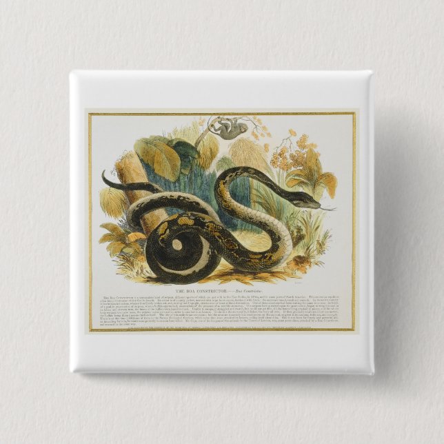 The Boa Constrictor, educational illustration pub. 2 Inch Square Button (Front)