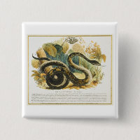 The Boa Constrictor, educational illustration pub.