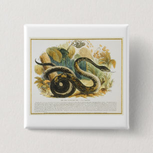 The Boa Constrictor, educational illustration pub. 2 Inch Square Button