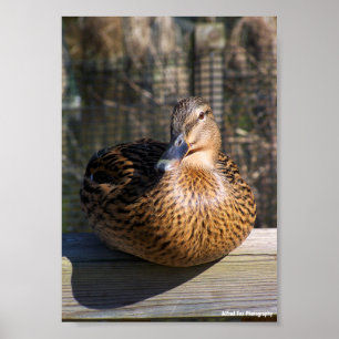 The Boardwalk Beauty Poster