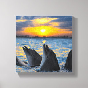 The bottle-nosed dolphins in sunset light canvas print