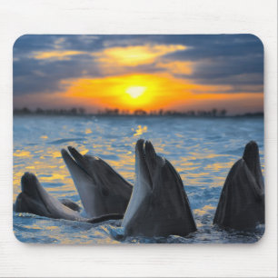 The bottle-nosed dolphins in sunset light mouse pad