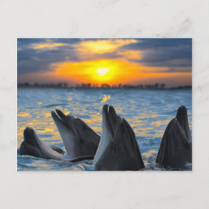 The bottle-nosed dolphins in sunset light postcard