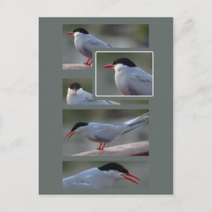 The Bridge Guardian CC0216 Postcard