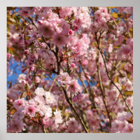 The bright Spring color of cherry blossom