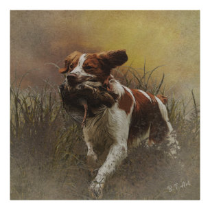 The Brittany spaniel    Ceramic Tile Beverage Coas Photo Print