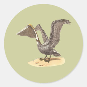 The Brown Pelican (Pelecanus occidentalis) NY Bird Classic Round Sticker