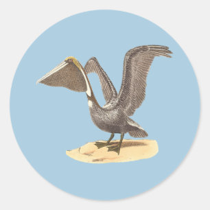 The Brown Pelican (Pelecanus occidentalis) NY Bird Classic Round Sticker