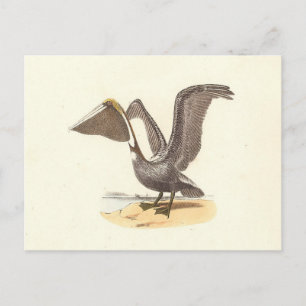 The Brown Pelican (Pelecanus occidentalis) NY Bird Postcard
