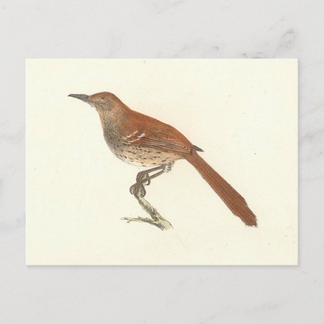 The Brown Thrush or Brown Thrasher, New York Birds Postcard (Front)