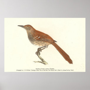 The Brown Thrush or Brown Thrasher, New York Birds Poster