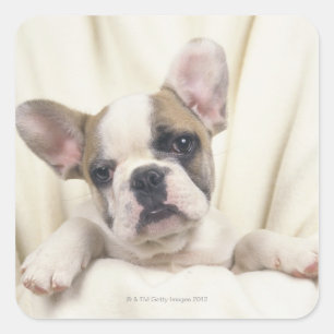 The Bulldog, often called the English Bulldog, 2 Square Sticker