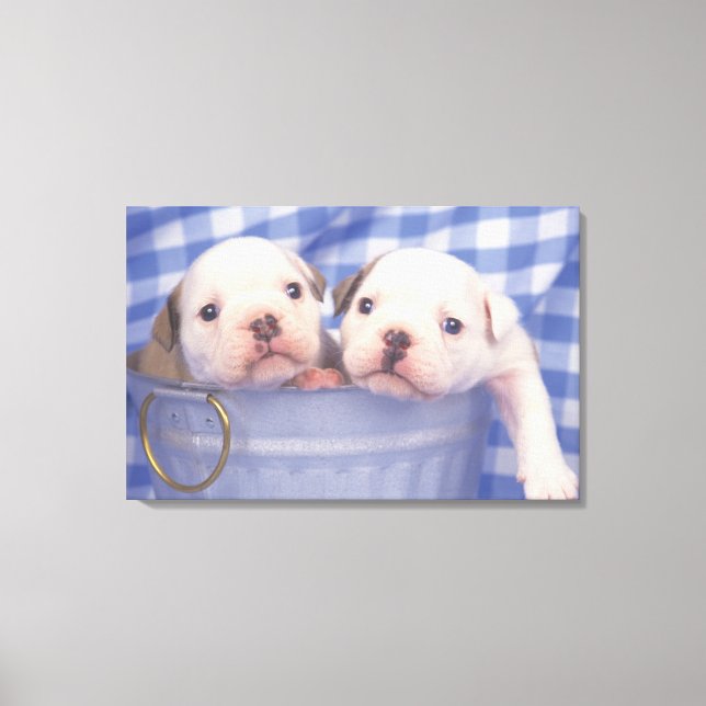 The Bulldog, often called the English Bulldog, Canvas Print (Front)