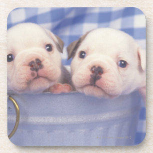 The Bulldog, often called the English Bulldog, Coaster