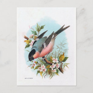 "The Bullfinch" Postcard