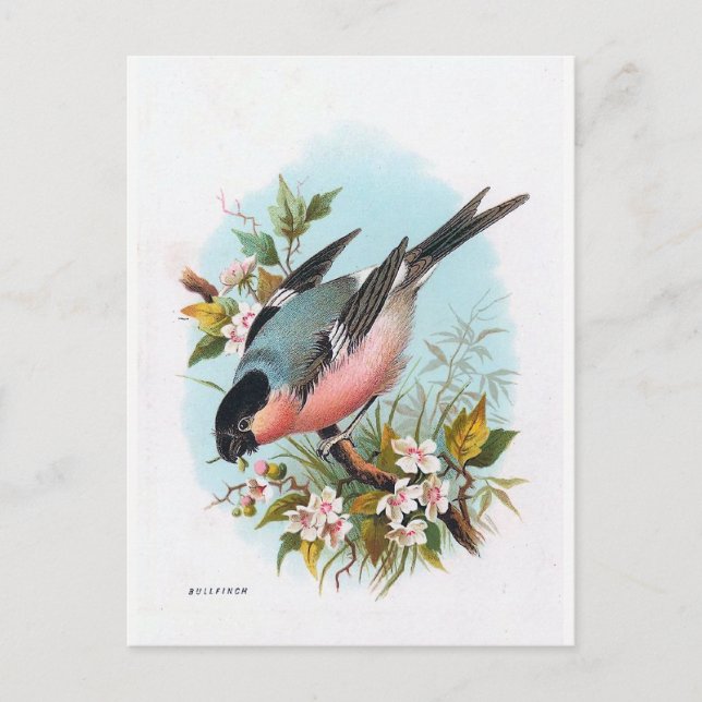 "The Bullfinch" Postcard (Front)