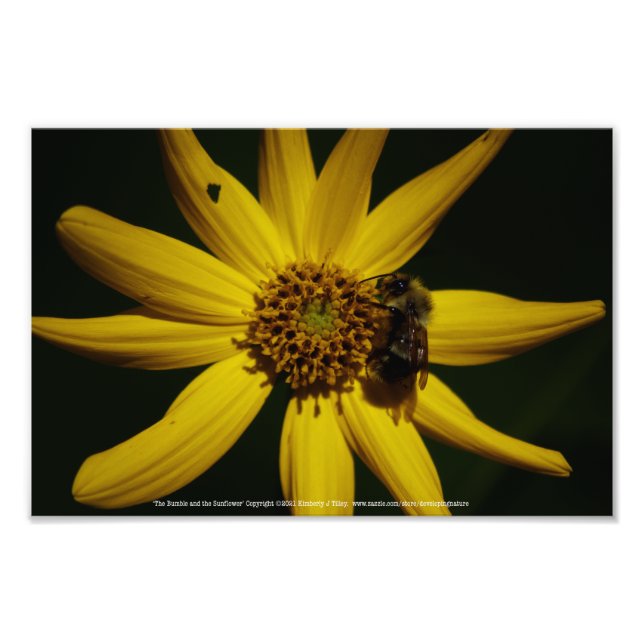 The Bumble and the Sunflower Photo Print (Front)
