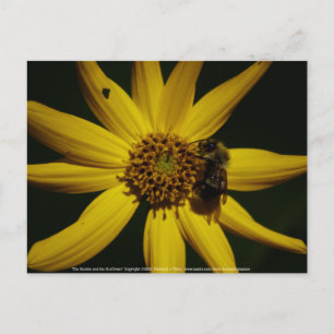The Bumble and the Sunflower  Postcard