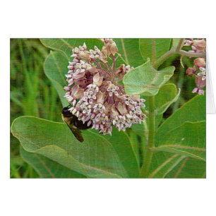 The Bumble Bee on The Milkweed