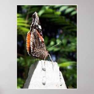 The Butterfly Post Poster