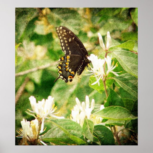 The Butterfly Poster (Front)