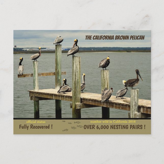 The California Brown Pelican - Holiday Postcard (Front)