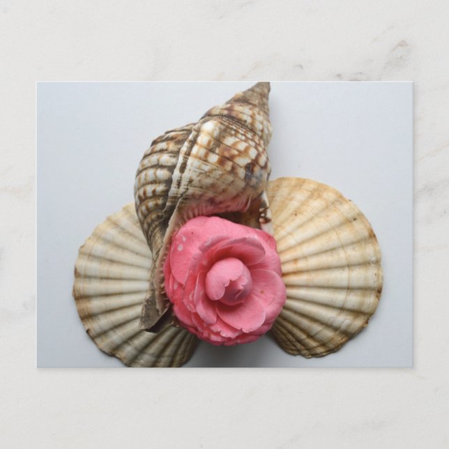 The Camellia And The Shells Postcard (Front)