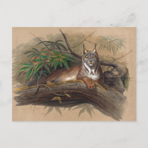 The Canadian Lynx by Joseph Wolf Postcard