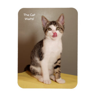 The Can's Open Humourous Tabby Cat Magnet