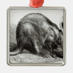 The Cape Ant-Eater Metal Ornament