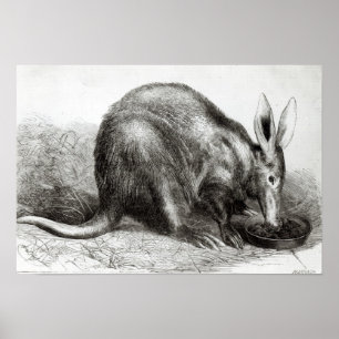 The Cape Ant-Eater Poster