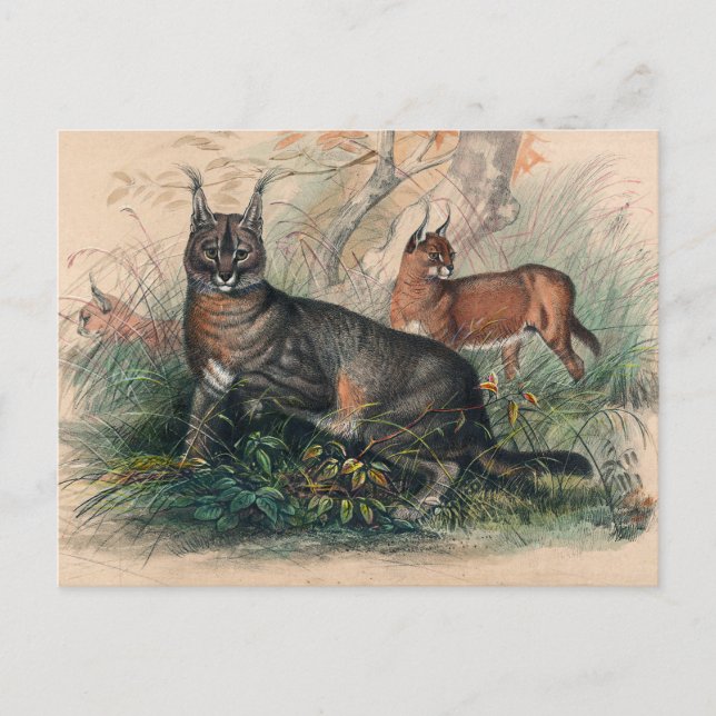 The Caracal by Joseph Wolf Postcard (Front)