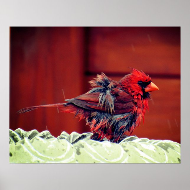 The Cardinal's Bath Poster - R- 1736 (Front)