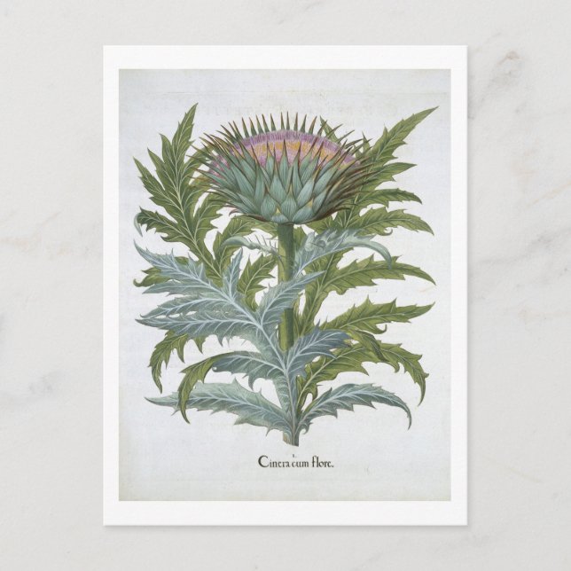 The Cardoon, from the 'Hortus Eystettensis' by Bas Postcard (Front)