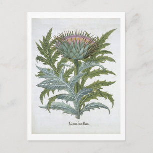 The Cardoon, from the 'Hortus Eystettensis' by Bas Postcard